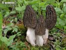 smrž (Morchella)