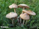 špička obecná (Marasmius oreades)