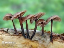 špička páchnoucí (Gymnopus foetidus)