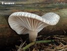 šťavnačka bodkovaná (Hygrophorus pustulatus)