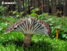 šťavnačka čiernovláknitá (Hygrophorus camarophyllus)