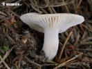 šťavnačka voňavá (Hygrophorus agathosmus)