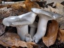 šťavnatka březnovka (Hygrophorus marzuolus)