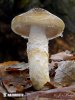 šťavnatka dvoubarvá (Hygrophorus persoonii)