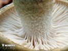 šťavnatka dvoubarvá - Znaky hub
