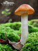 šťavnatka hajní (Hygrophorus nemoreus)