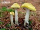 šťavnatka modřínová (Hygrophorus lucorum)