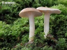 šťavnatka žíhaná (Hygrophorus arbustivus)