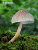 štítovka chudobná (Pluteus depauperatus)