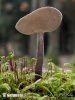 stopečka pýřitá (Helvella macropus)