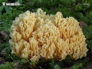 strapačka - Ramaria pallidosaponaria