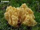 strapačka - Ramaria pallidosaponaria