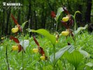 Střevíčník pantoflíček (Cypripedium calceolus)