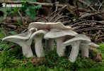 strmělka mlženka (Clitocybe nebularis)