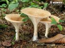 strmělka nálevkovitá (Clitocybe gibba)