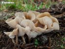 strmělka vonná (Clitocybe fragrans)