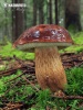 suchohríb hnedý (Boletus badius)