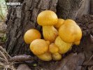 šupinovec nádherný (Gymnopilus junonius)