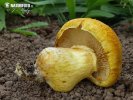 šupinovec nádherný (Gymnopilus junonius)