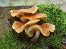 šupinovec nevoňavý (Gymnopilus penetrans)