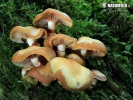 šupinovka menlivá (Kuehneromyces mutabilis)