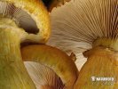 šupinovka nádherná - Znaky hub