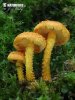 šupinovka ohnivá (Pholiota flammans)