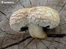 šupinovka zhoubná (Pholiota populnea)