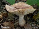 Tricholoma subfusipes