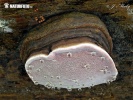 troudnatec růžový (Fomitopsis rosea)