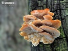 trúdnikovec pásikavý (Trametes ochracea)