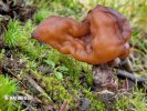 ucháč čepcovitý (Gyromitra infula)