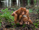 ucháč obrovský (Gyromitra gigas)