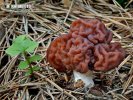 ušiak obyčajný (Gyromitra esculenta)