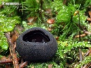 ušíčko černé (Pseudoplectania nigrella)