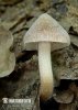 vláknice blíže neurčená (Inocybe sp.)