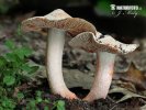 vláknice začervenalá (Inocybe erubescens)