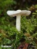 vláknice zemní (Inocybe geophylla var. geophylla)