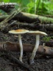 vláknice zlatovlasá (Inocybe auricoma)