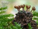 Slime molds