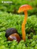 voskovka hořká (Hygrocybe mucronella)