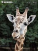 Žirafa Rothschildova
