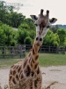 Žirafa štíhla Rotschildova