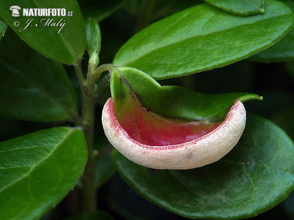 nahorúchovec brusnicový (Exobasidium vaccinii)