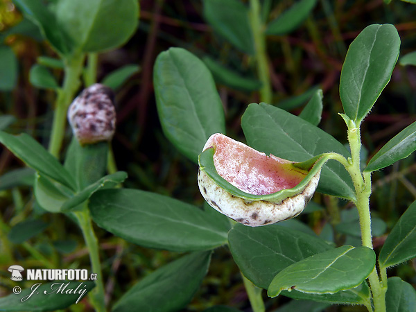 nahorúchovec brusnicový (Exobasidium vaccinii)