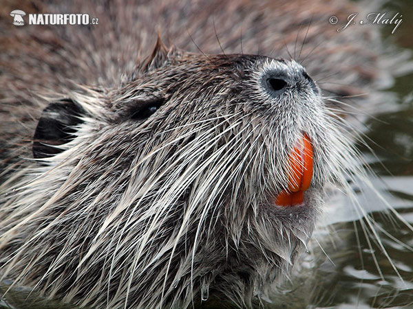 Nutria riečna (Myocastor coypus)