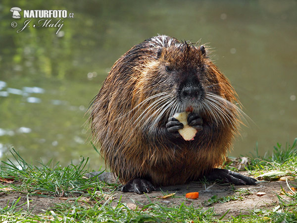 Nutria riečna (Myocastor coypus)