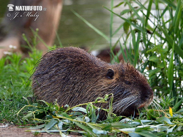 Nutria riečna (Myocastor coypus)