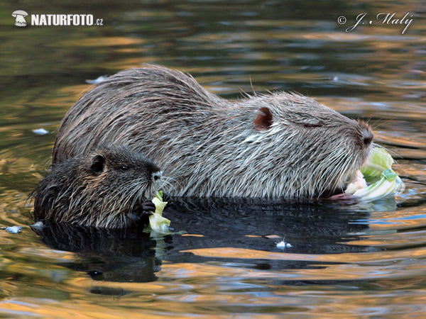 Nutria riečna (Myocastor coypus)