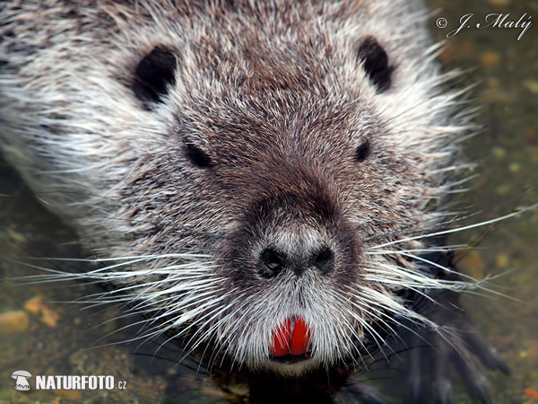 Nutria riečna (Myocastor coypus)